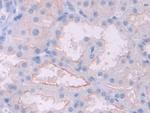 HFE2 Antibody in Immunohistochemistry (Paraffin) (IHC (P))