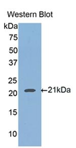 HFE2 Antibody in Western Blot (WB)