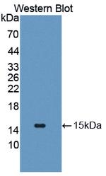 GLUT14 Antibody in Western Blot (WB)