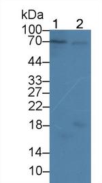 Cyclin A1 Antibody in Western Blot (WB)