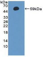 Cyclin A1 Antibody in Western Blot (WB)