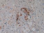 beta-2 Defensin Antibody in Immunohistochemistry (Paraffin) (IHC (P))