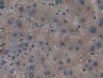 ApoA2 Antibody in Immunohistochemistry (Paraffin) (IHC (P))