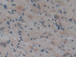 ApoA2 Antibody in Immunohistochemistry (Paraffin) (IHC (P))