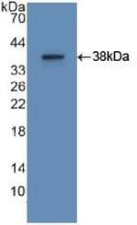 ApoA2 Antibody in Western Blot (WB)