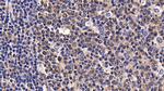 CXCL13 Antibody in Immunohistochemistry (Paraffin) (IHC (P))