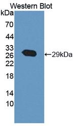 ABCA12 Antibody in Western Blot (WB)