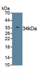 SLN Antibody in Western Blot (WB)