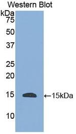 HTN1 Antibody in Western Blot (WB)