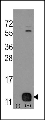 PHPT1 Antibody in Western Blot (WB)