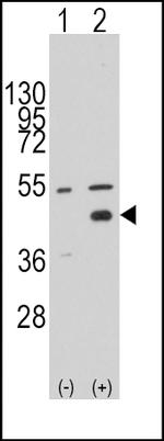 WIF1 Antibody in Western Blot (WB)