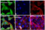 IDO Antibody in Immunocytochemistry (ICC/IF)