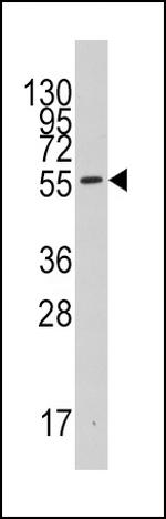 IDO Antibody in Western Blot (WB)