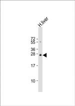 Sigma-1 Receptor Antibody in Western Blot (WB)