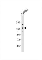 CD49f Antibody in Western Blot (WB)