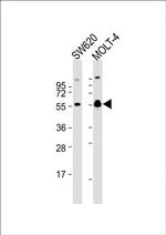 RUNX1 Antibody in Western Blot (WB)