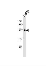 RUNX1 Antibody in Western Blot (WB)