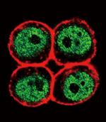 PCNA Antibody in Immunocytochemistry (ICC/IF)