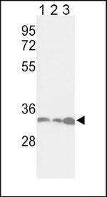 PCNA Antibody in Western Blot (WB)