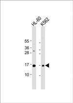 SNRPD1 Antibody in Western Blot (WB)