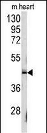 CD150 Antibody in Western Blot (WB)