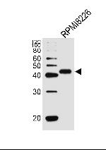 CD38 Antibody in Western Blot (WB)