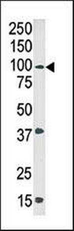 Phospho-c-Abl (Tyr245) Antibody in Western Blot (WB)