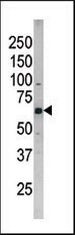 Phospho-Cdc25B (Ser187) Antibody in Western Blot (WB)