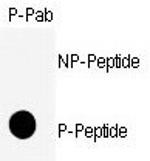 Phospho-CDK1 (Ser39) Antibody in Dot Blot (DB)