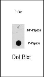 Phospho-MEK1 (Ser218, Ser222) Antibody in Dot Blot (DB)