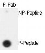 Phospho-Separase (Ser1126) Antibody in Dot Blot (DB)