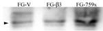 Phospho-SRC (Tyr215) Antibody in Western Blot (WB)