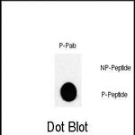 Phospho-c-Jun (Thr243) Antibody in Dot Blot (DB)