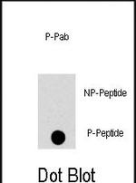 Phospho-JNK1 (Thr183) Antibody in Dot Blot (DB)