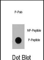 Phospho-DNMT1 (Ser714) Antibody in Dot Blot (DB)