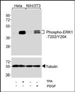 Phospho-ERK1 (Thr202, Tyr205) Antibody in Western Blot (WB)