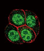 Phospho-SMAD2 (Ser118) Antibody in Immunocytochemistry (ICC/IF)