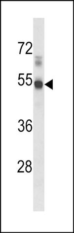 S1P1 Antibody in Western Blot (WB)