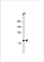 NRG1 Antibody in Western Blot (WB)