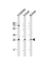 SIRT3 Antibody in Western Blot (WB)