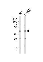 SIRT3 Antibody in Western Blot (WB)