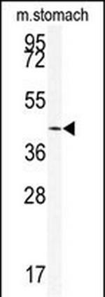 SIRT6 Antibody in Western Blot (WB)