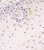 SIRT7 Antibody in Immunohistochemistry (Paraffin) (IHC (P))