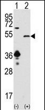 SIRT7 Antibody in Western Blot (WB)