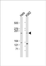 mTOR Antibody in Western Blot (WB)