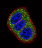 HES1 Antibody in Immunocytochemistry (ICC/IF)