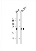 DJ-1 Antibody in Western Blot (WB)