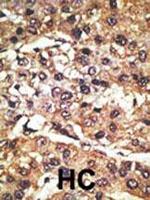 GPR37 Antibody in Immunohistochemistry (Paraffin) (IHC (P))