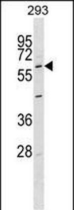 GPR37 Antibody in Western Blot (WB)