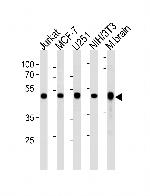 ENO1 Antibody in Western Blot (WB)